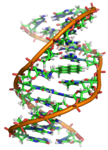 Estructura de la molécula del ADN