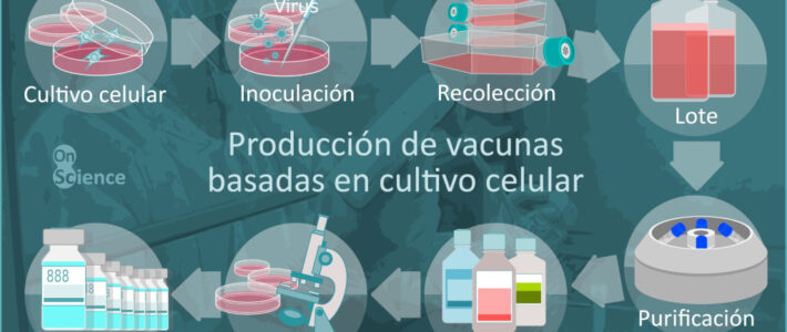 Infografía sobre el proceso de producción industrial de vacunas basadas en cultivos celulares mediante inoculación de virus
