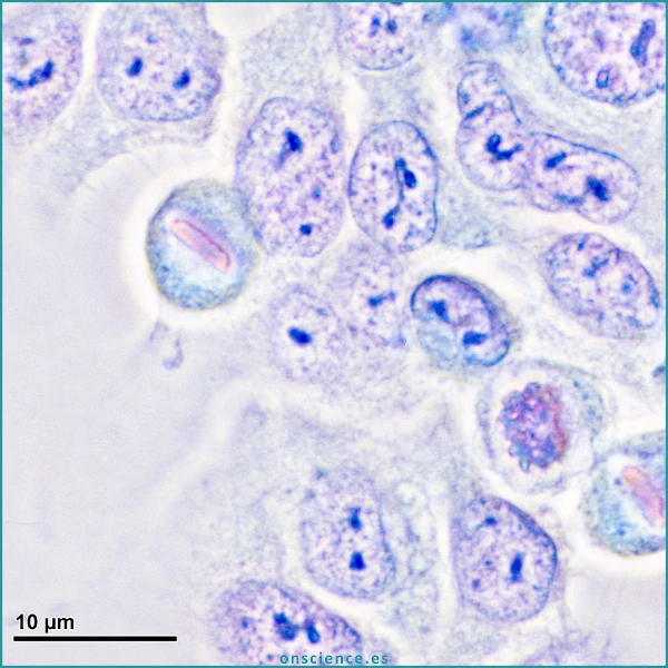 Células HeLa en cultivos celulares