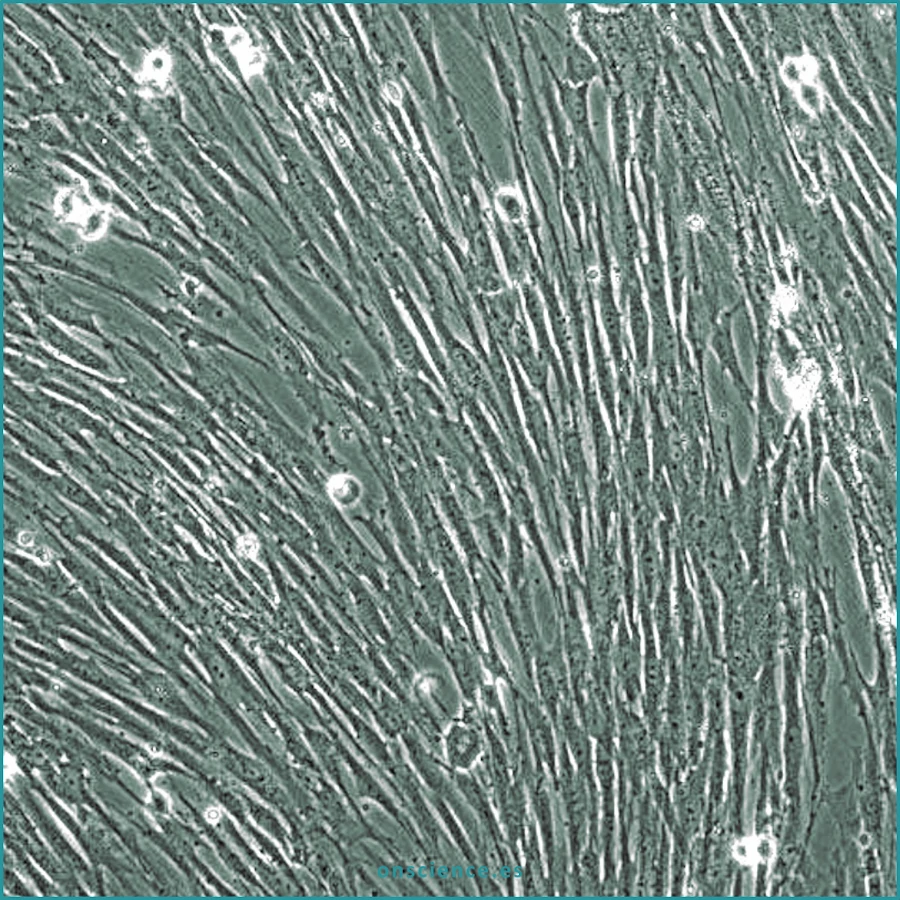 Células MCR-5 cells en cultivo celular