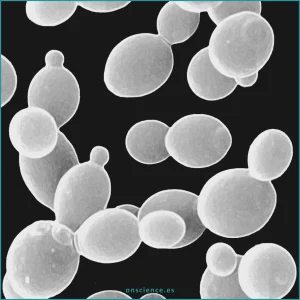 Contaminación por levaduras en cultivo celular