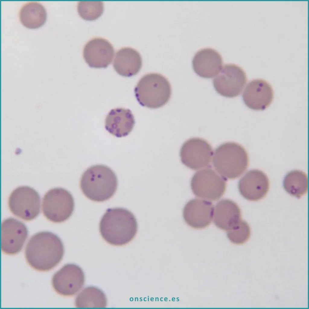 Contaminación por micoplasma en cultivo celular en laboratorio