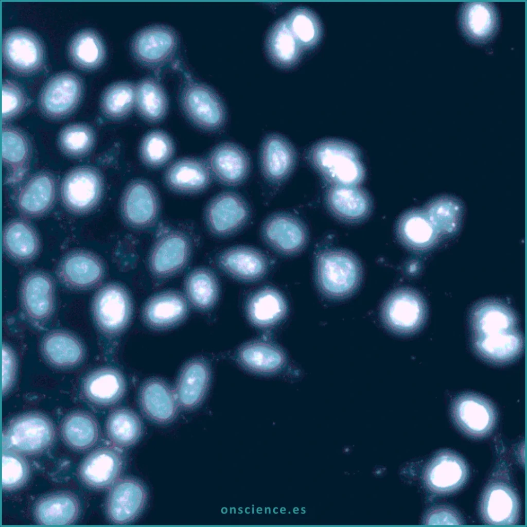 Detección de contaminación por micoplasma en células HeLa mediante teñido