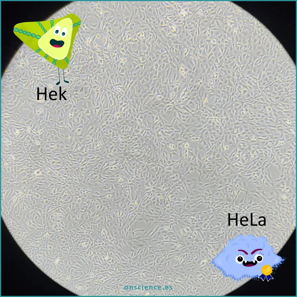 Cultivo de células Hek contaminado por células HeLa