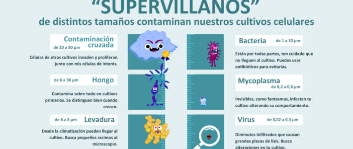 Contaminación en cultivos celulares: Supervillanos de distintos tamaños que contaminan los cultivos celulares de nuestro laboratorio