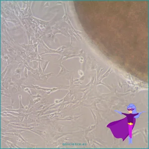 Cordónica. Las 4 Fantásticas. Las células madre de cordón umbilical