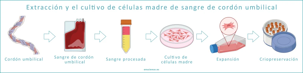 Extracción y el cultivo de células madre de sangre de cordón umbilical