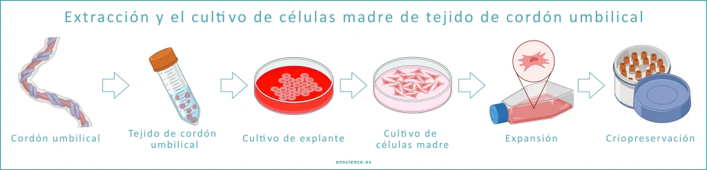 Extracción y el cultivo de células madre de tejido de cordón umbilical