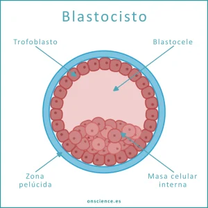 Blastocisto y células madre embrionarias en el laboratorio de cultivos celulares