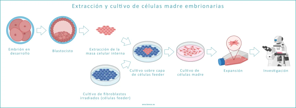 Extracción y cultivo de células madre embrionarias en el laboratorio de cultivos celulares