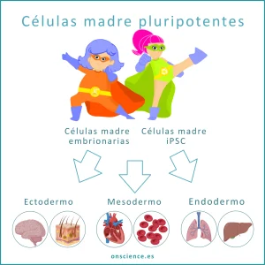 Potencial de diferenciación de las células madre pluripotentes