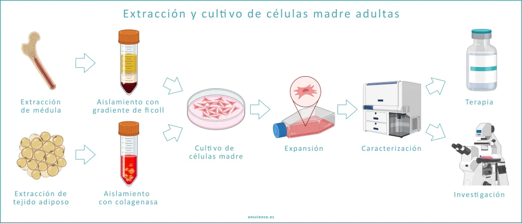 Extracción, aislamiento y cultivo de células madre adultas de tejido