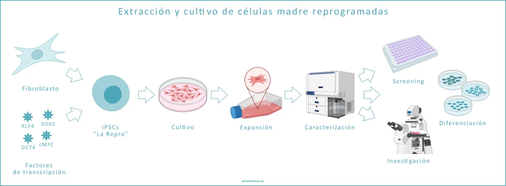 Extracción y cultivo de células madre reprogramadas